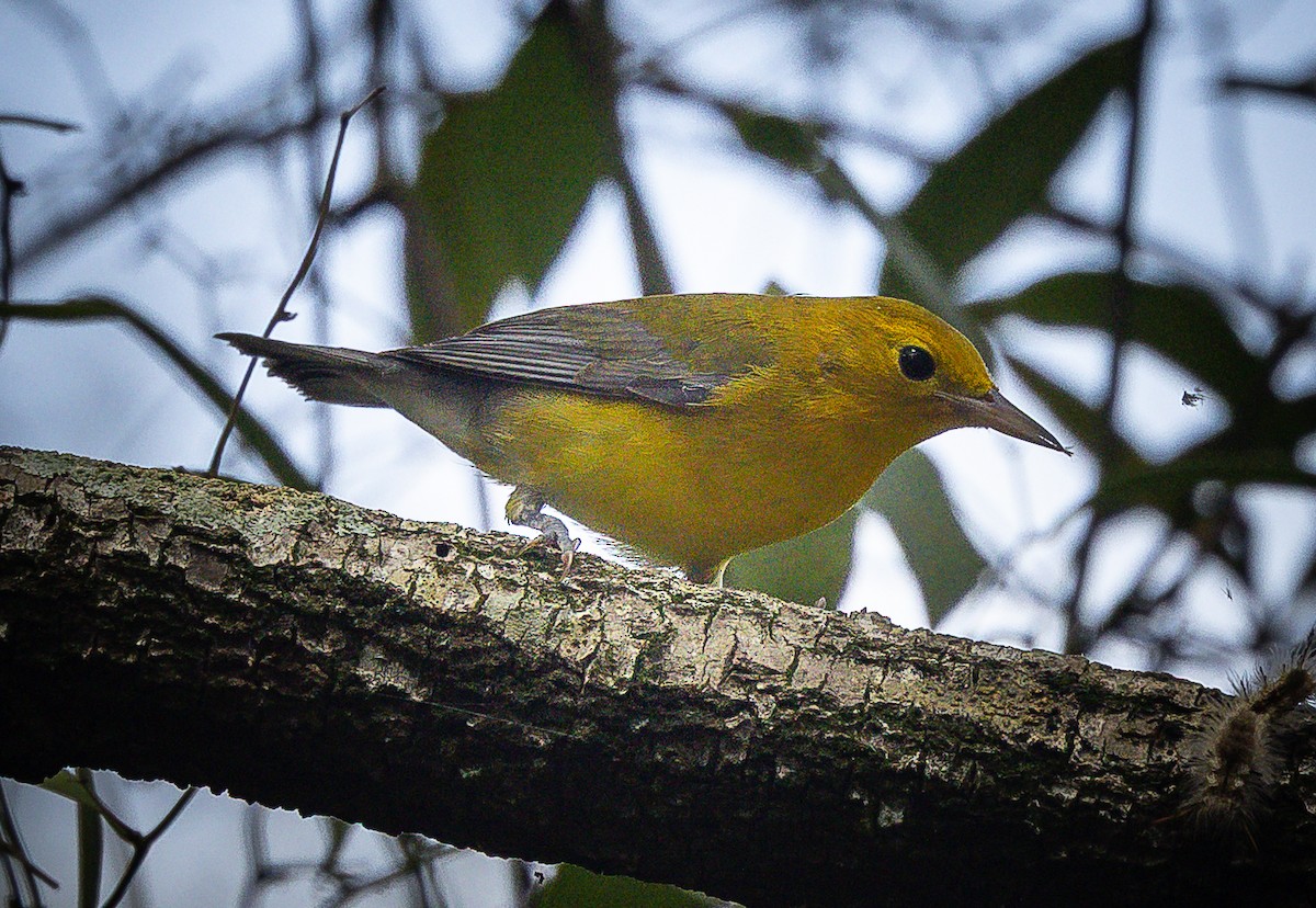 Prothonotary Warbler - ML641569301