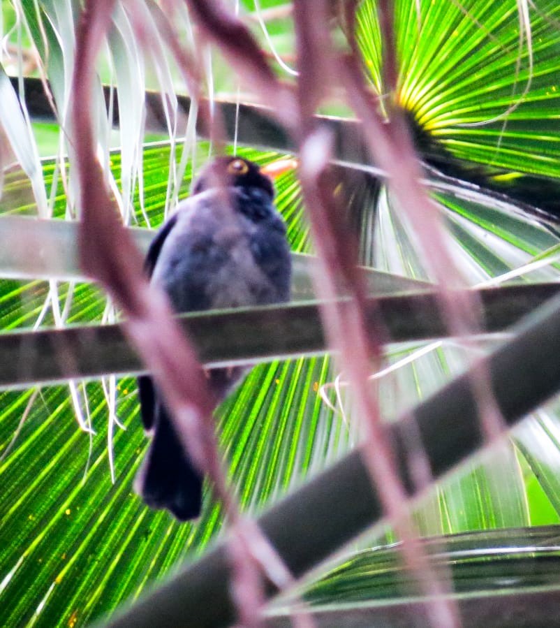 Yellow-legged Thrush - ML641569302