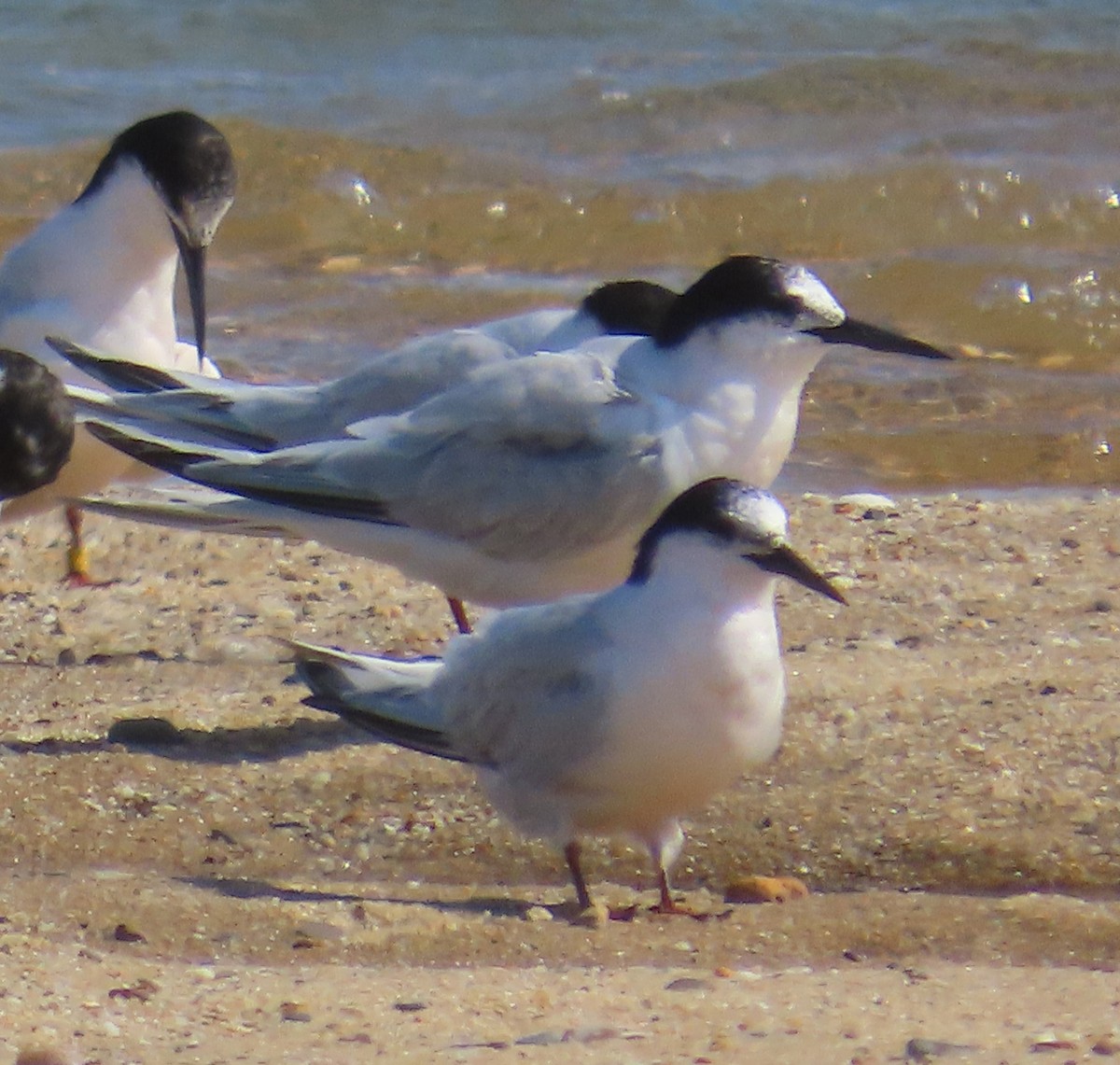 Roseate Tern - ML641569317