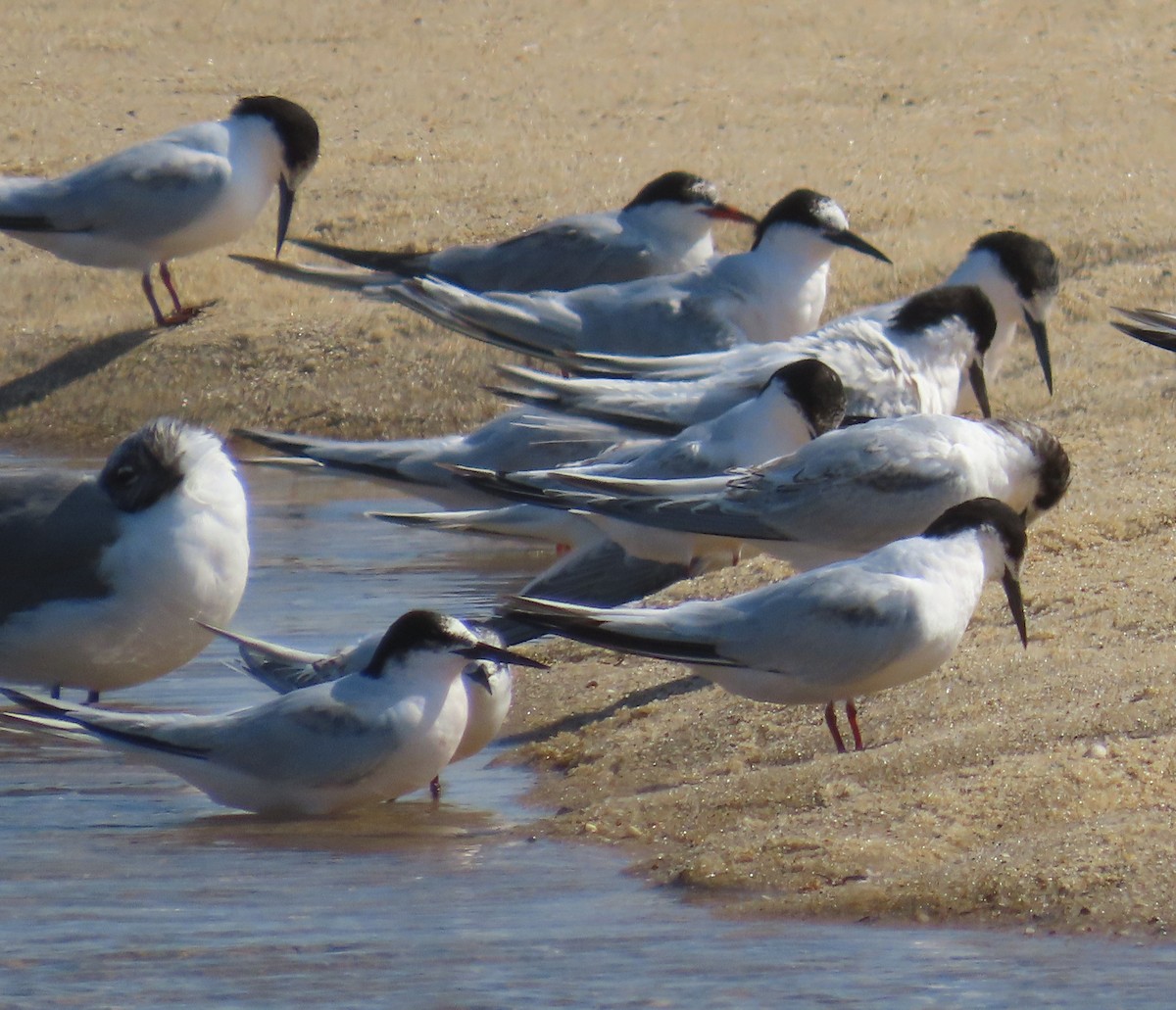 Roseate Tern - ML641569318