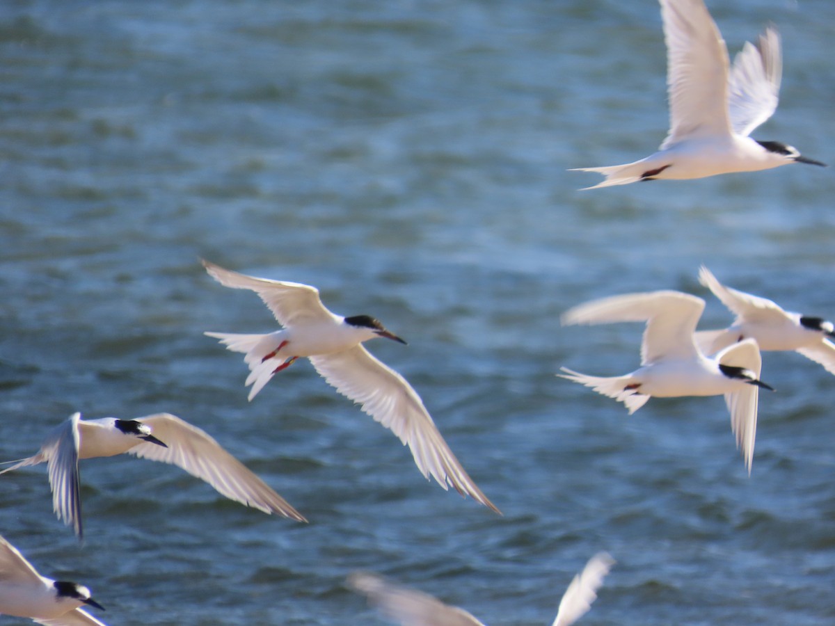 Roseate Tern - ML641569319