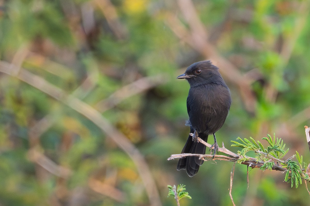 Northern Black-Flycatcher - ML641569322