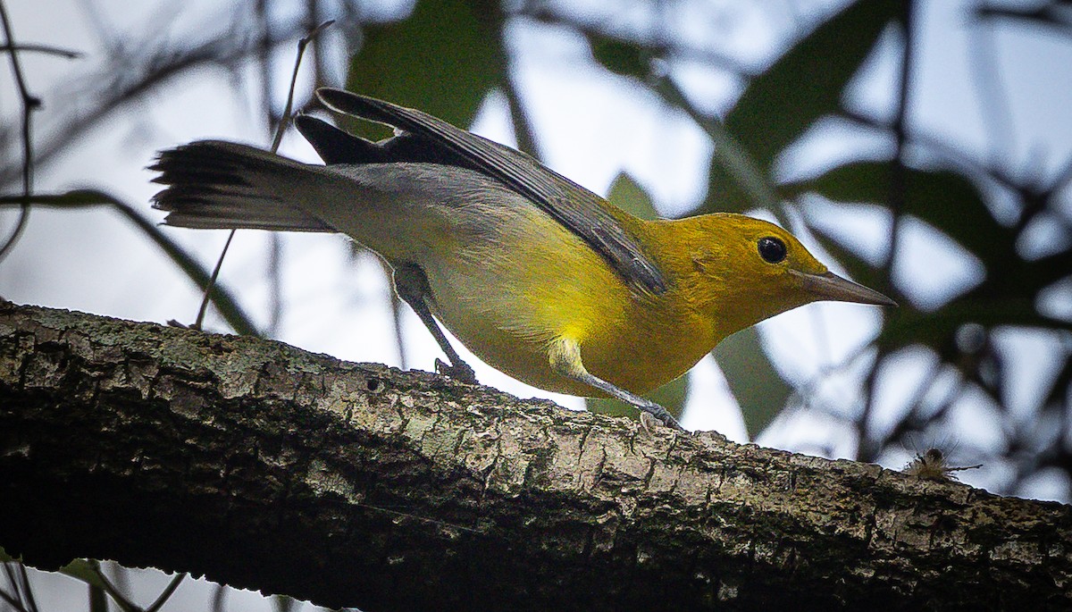 Prothonotary Warbler - ML641569327