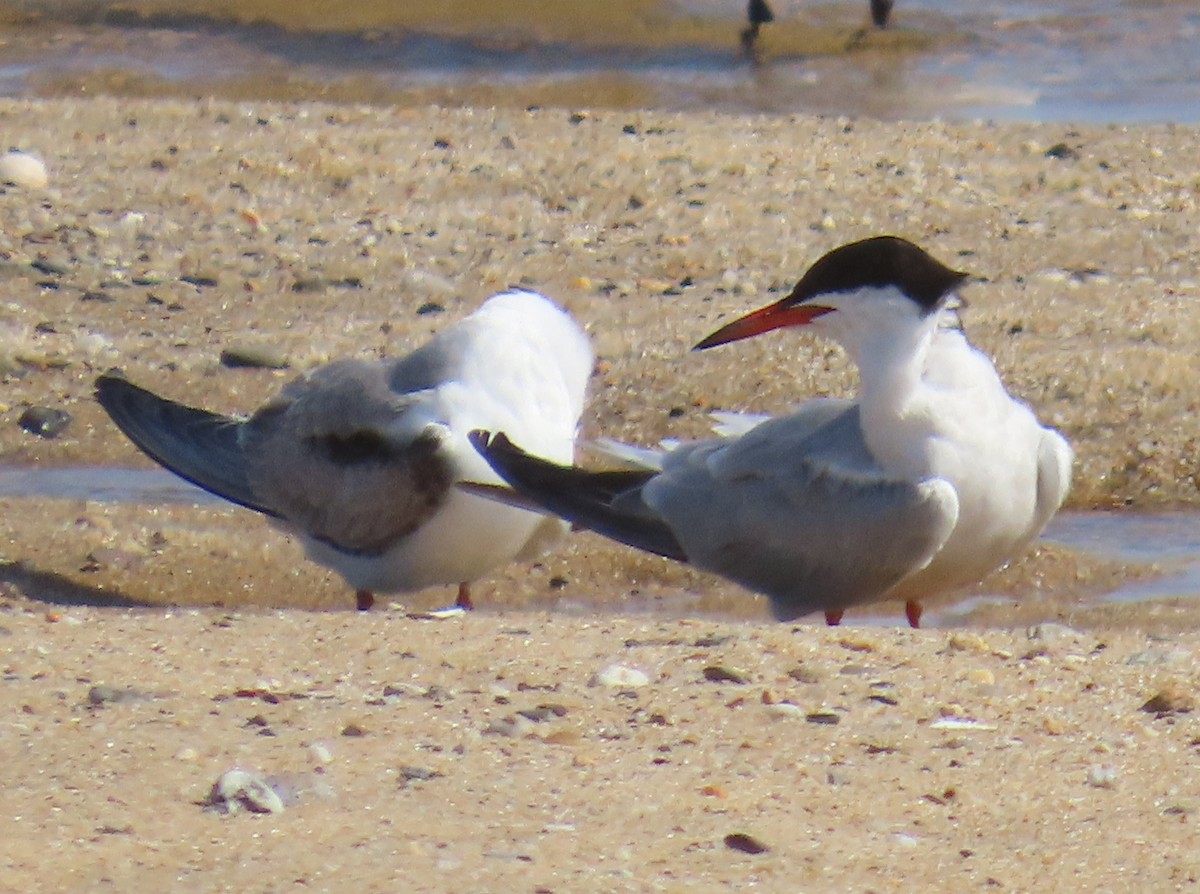 Common Tern - ML641569329