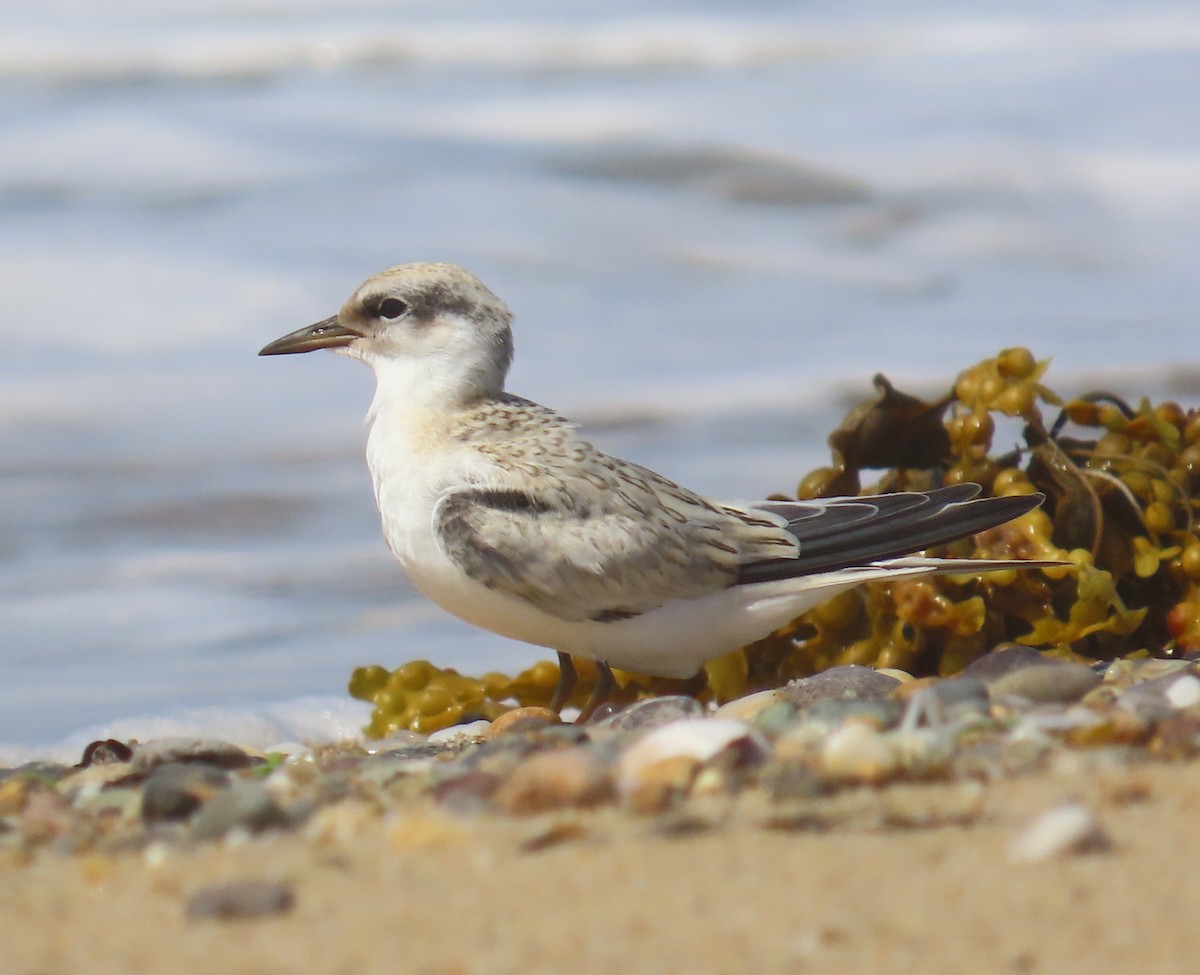 Least Tern - ML641569330