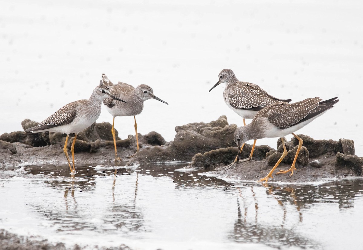 eBird Checklist - 6 Sep 2025 - Don Edwards NWR (ALA Co.) - 14 species