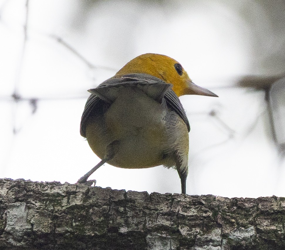 Prothonotary Warbler - ML641569352