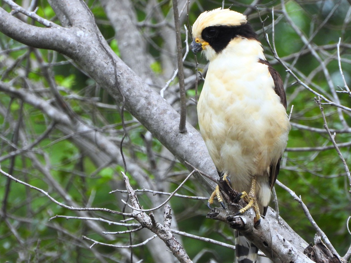 sokolec volavý - ML641569406