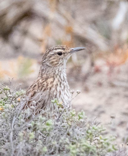 Alouette du Namaland (groupe subcoronata) - ML641569409