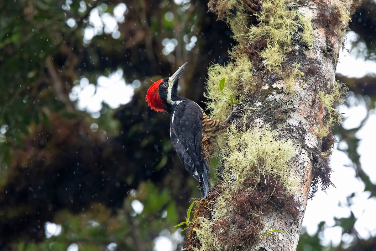 Powerful Woodpecker - ML641569418