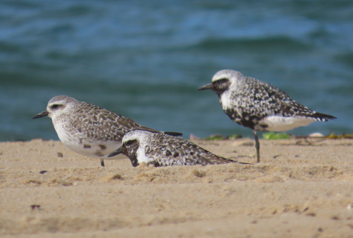 Black-bellied Plover - ML641569419