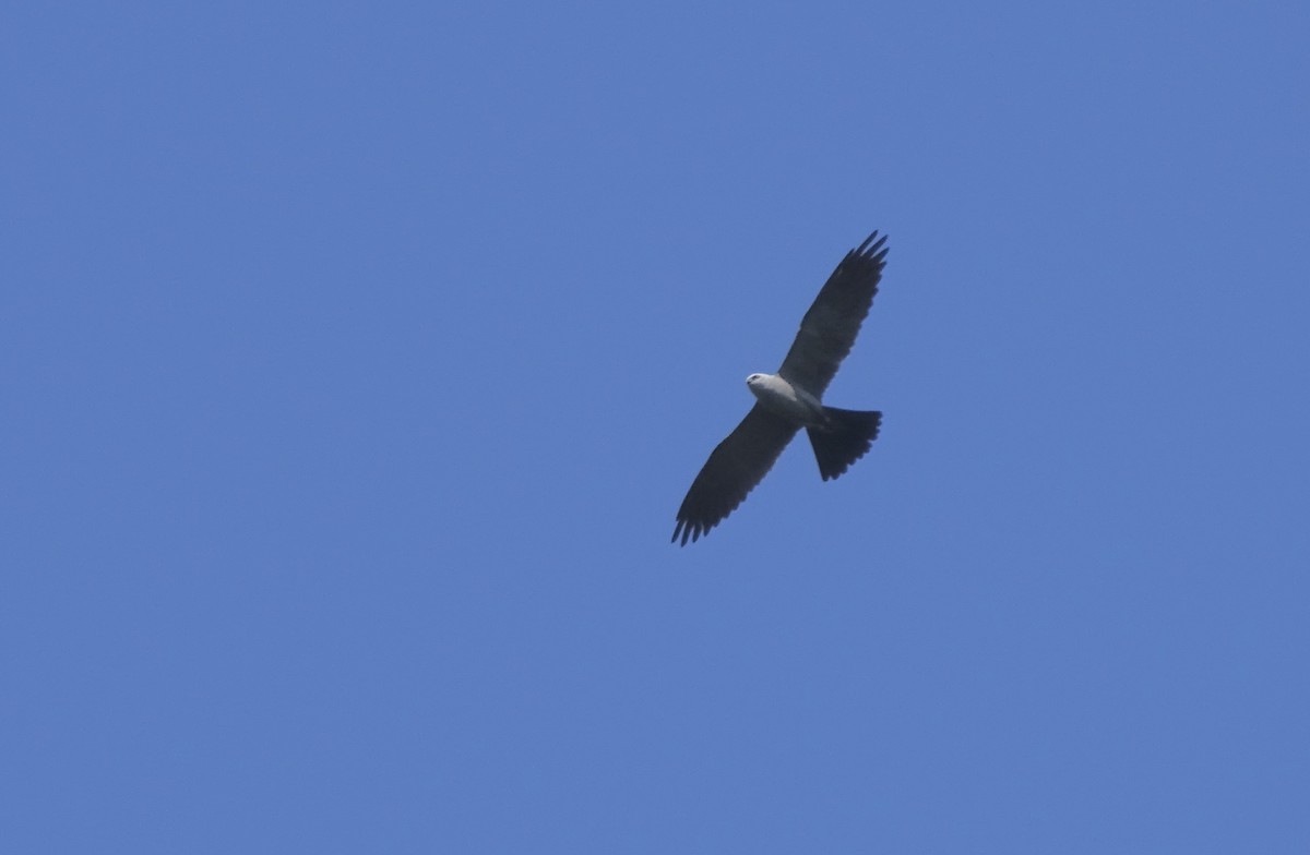 Mississippi Kite - ML641569442