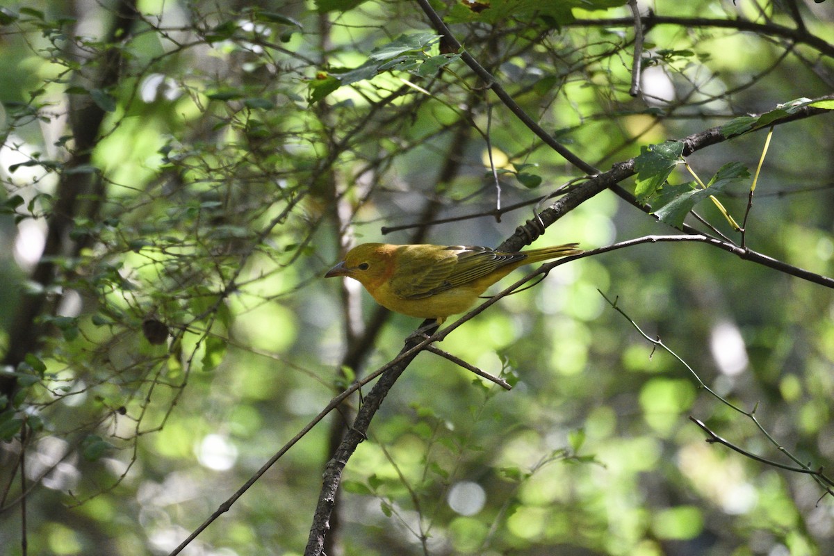 Summer Tanager - ML641569465