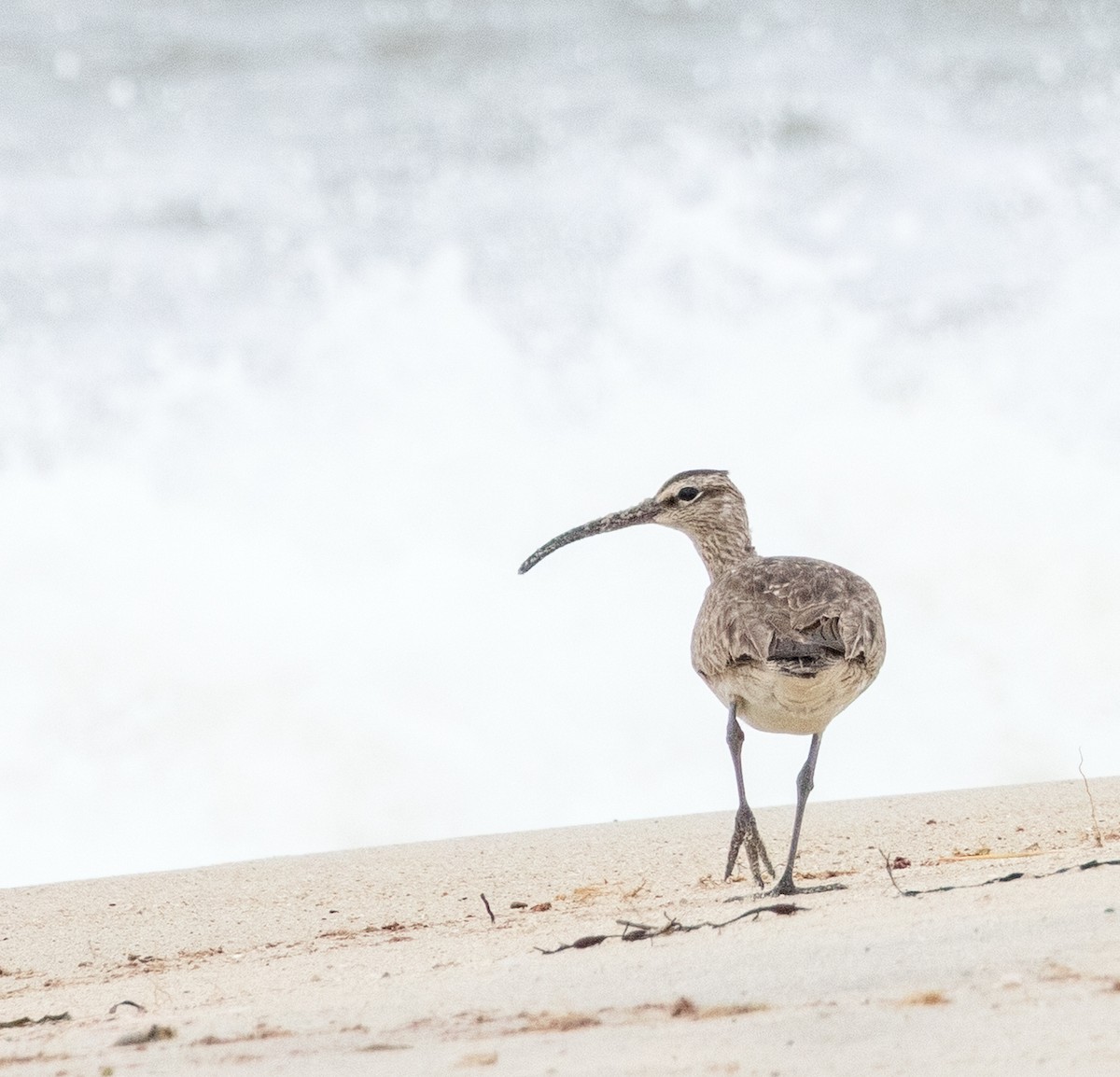 Hudsonian Whimbrel - ML641569468