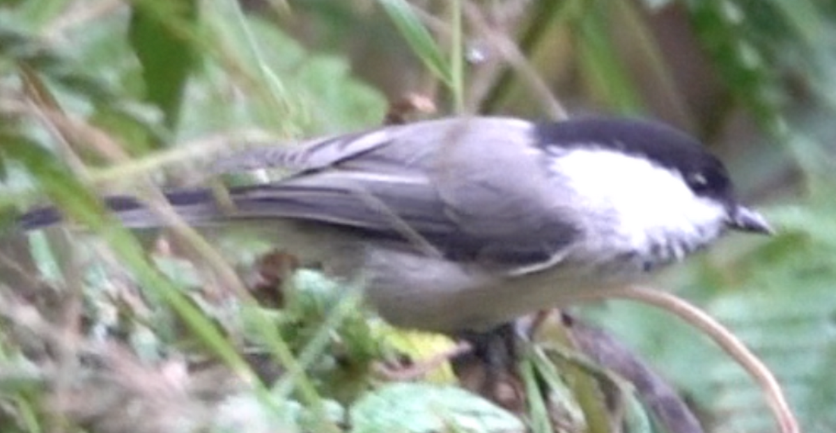 Willow Tit - ML641569470