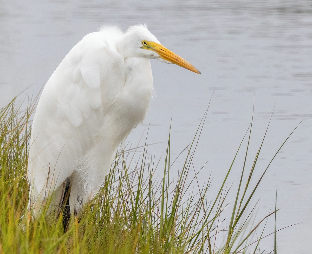 Great Egret - ML641569474