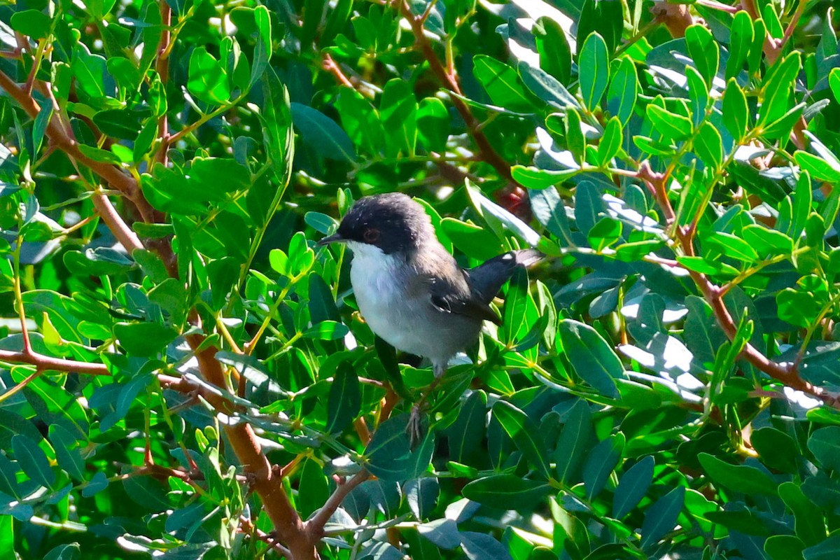Sardinian Warbler - ML641569485