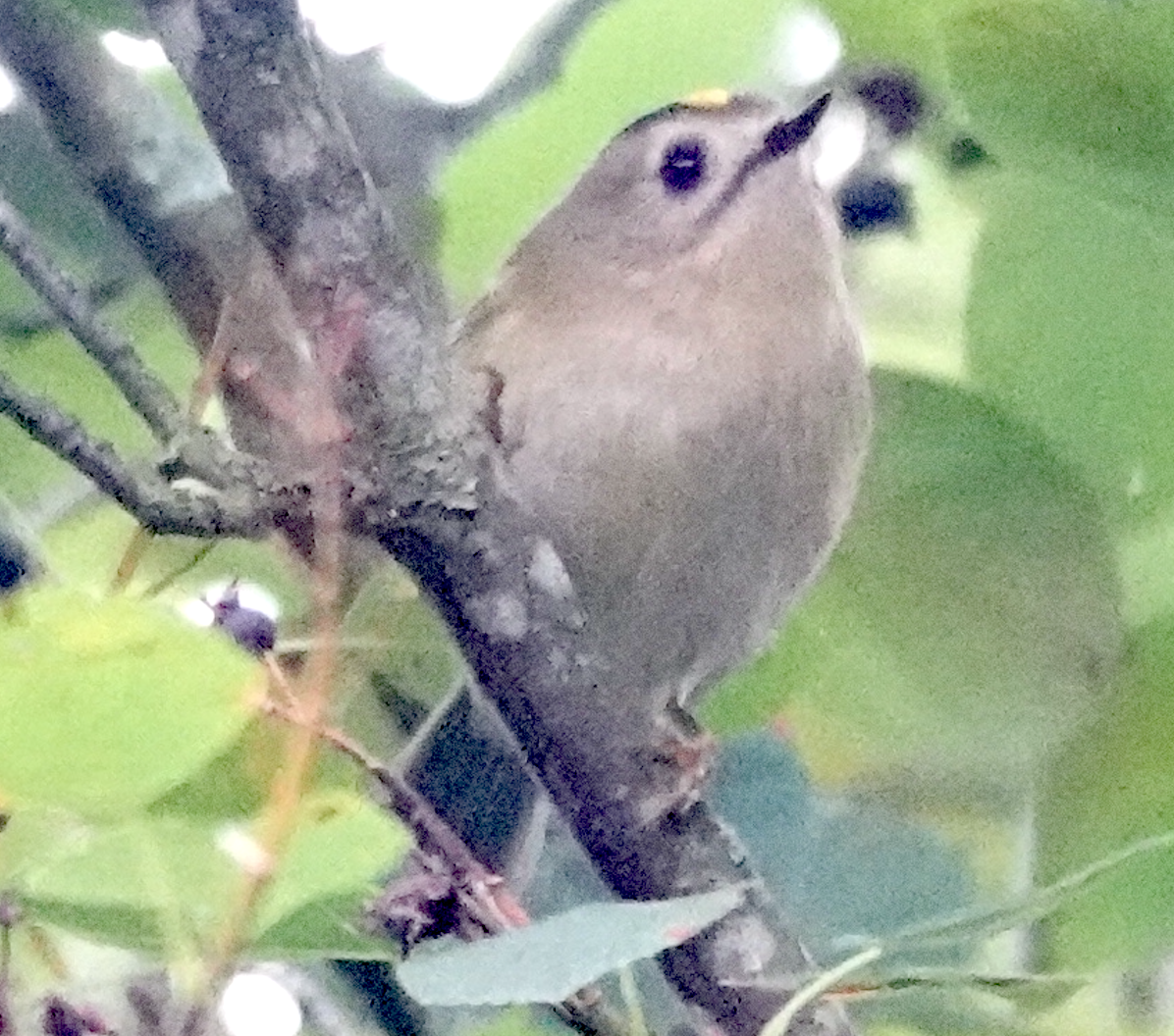 Goldcrest - ML641569487