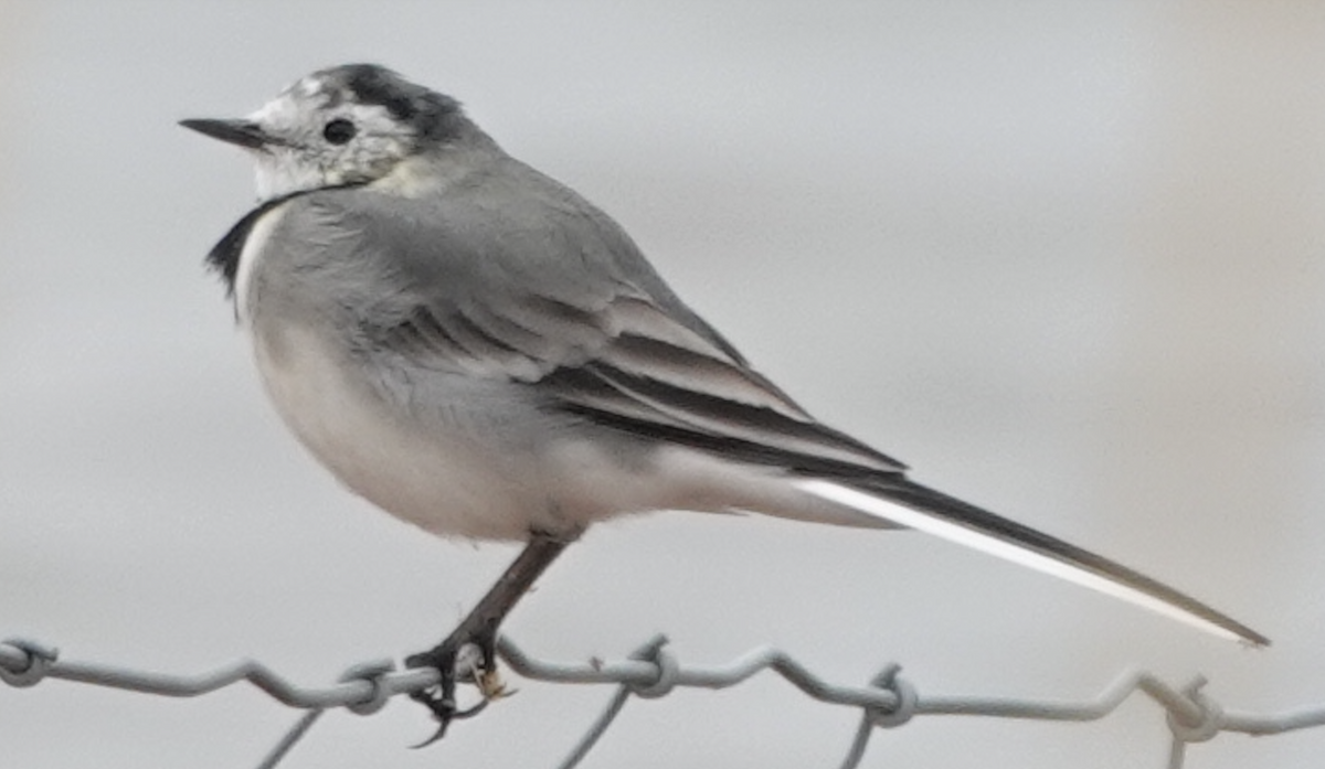 White Wagtail - ML641569504