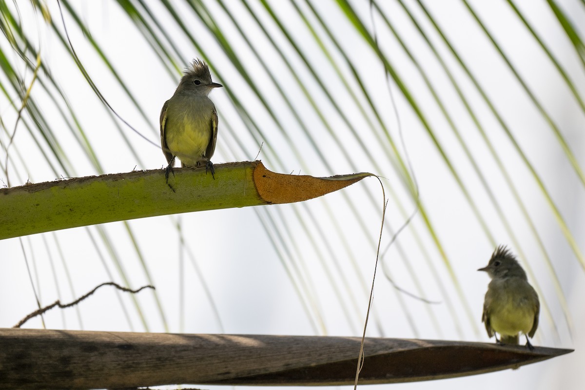 Yellow-bellied Elaenia - ML641569526