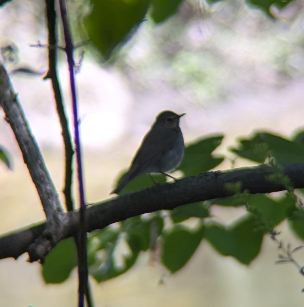 Swainson's Thrush - ML641569531