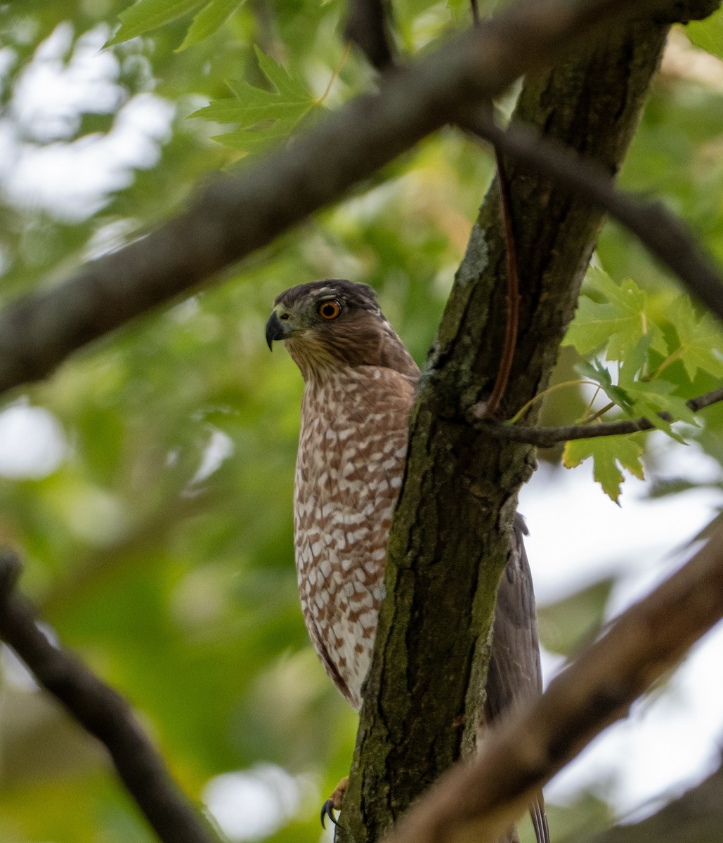 Cooper's Hawk - ML641569543