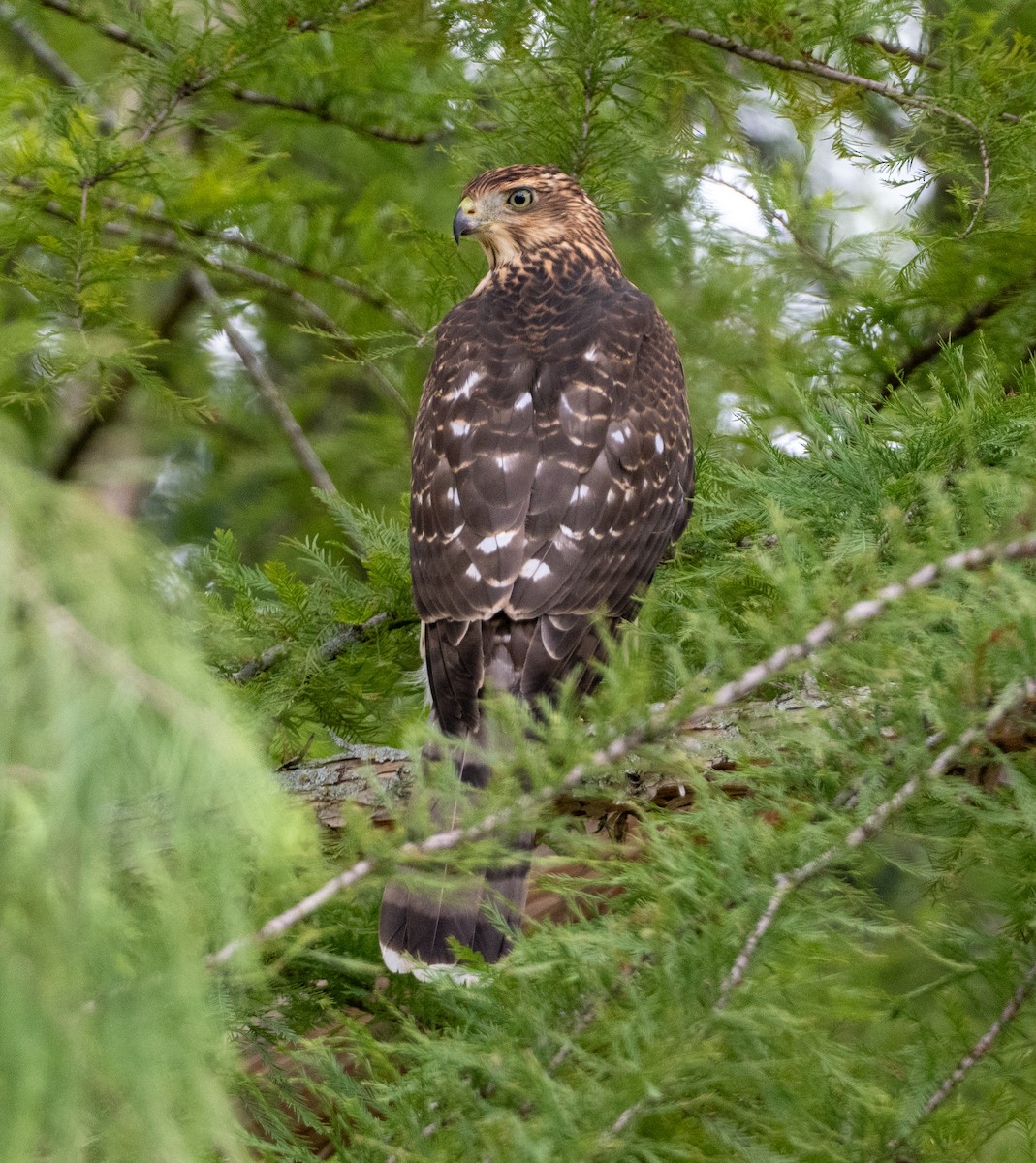 Cooper's Hawk - ML641569545