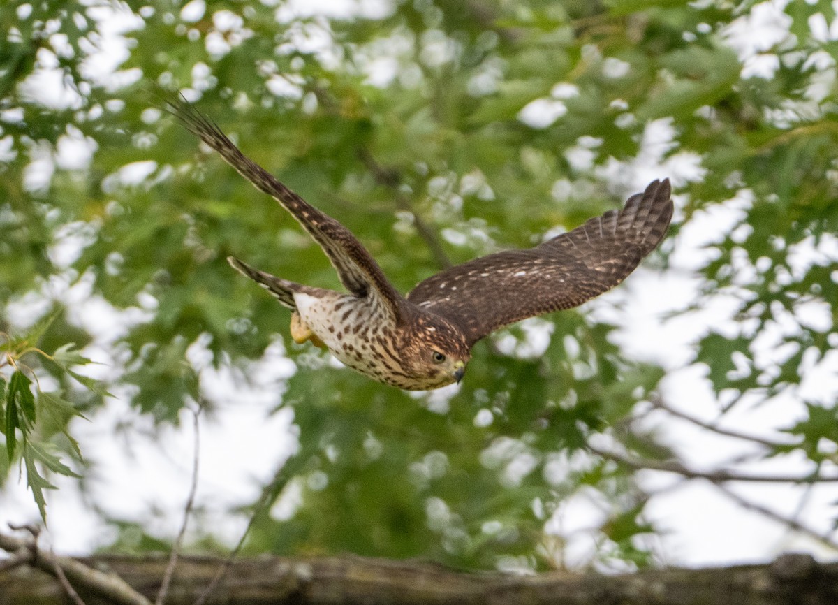 Cooper's Hawk - ML641569548