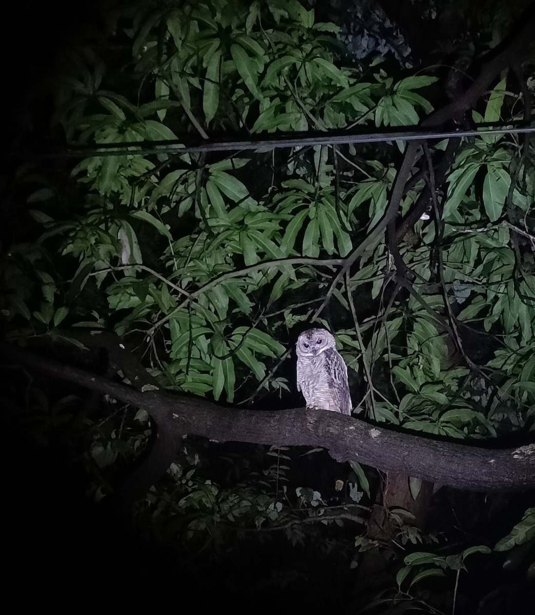 Mottled Wood-Owl - ML641569567