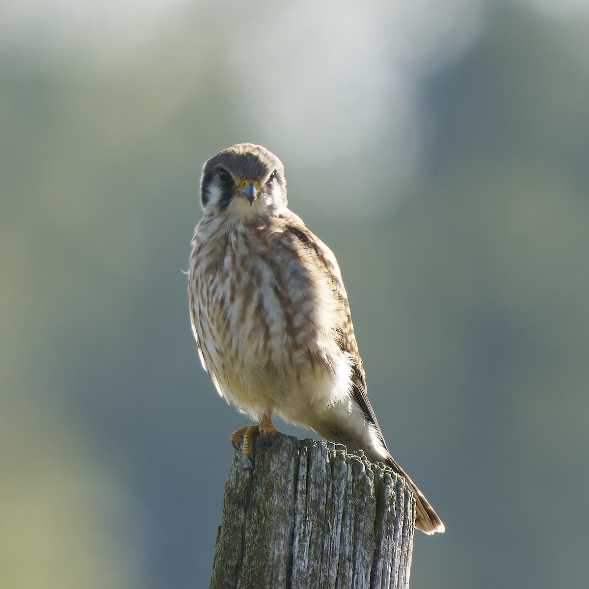 American Kestrel - ML641569604