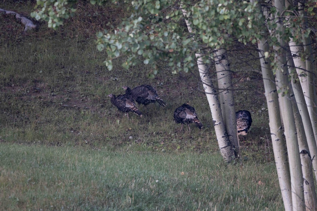 火雞 - ML641569605