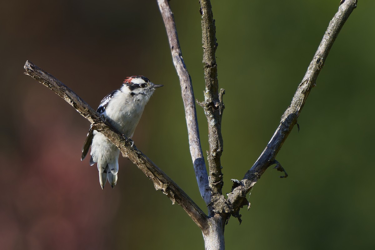 Downy Woodpecker - ML641569608