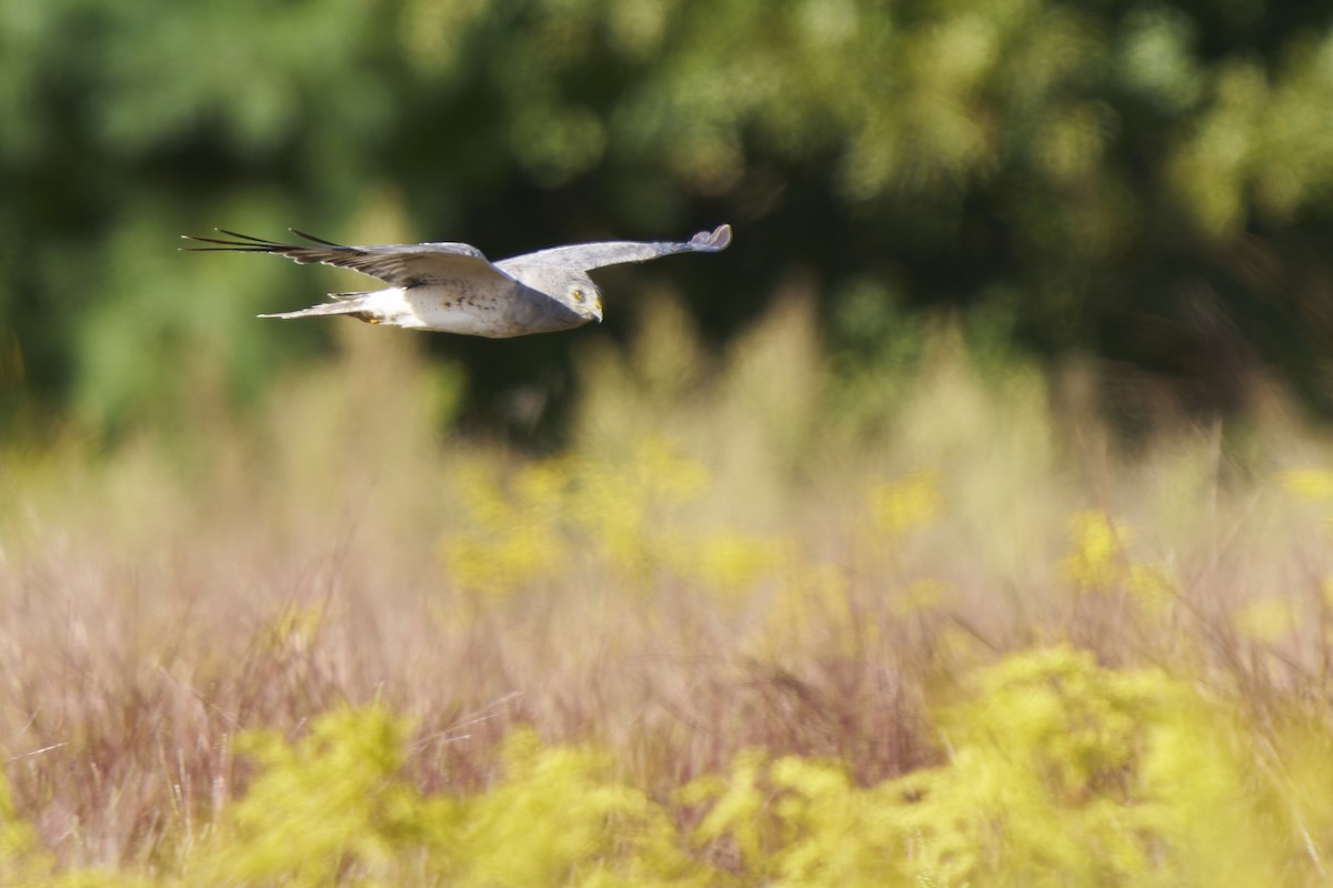 Northern Harrier - ML641569613