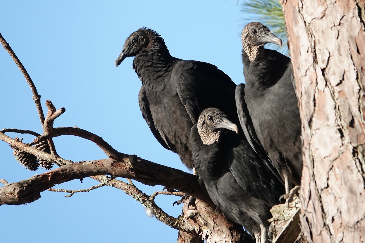 Black Vulture - ML641569617