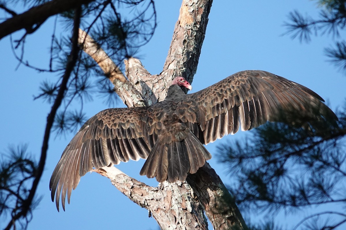 Turkey Vulture - ML641569626