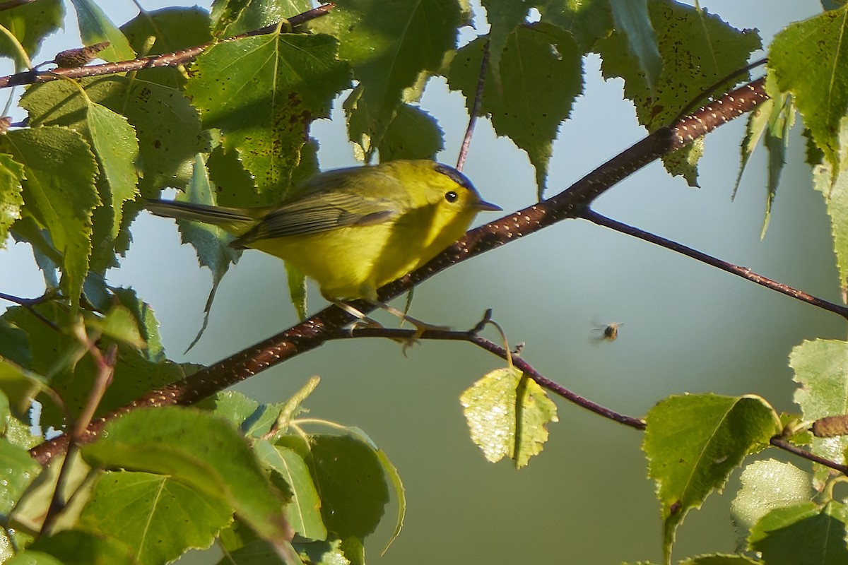 Wilson's Warbler - ML641569629