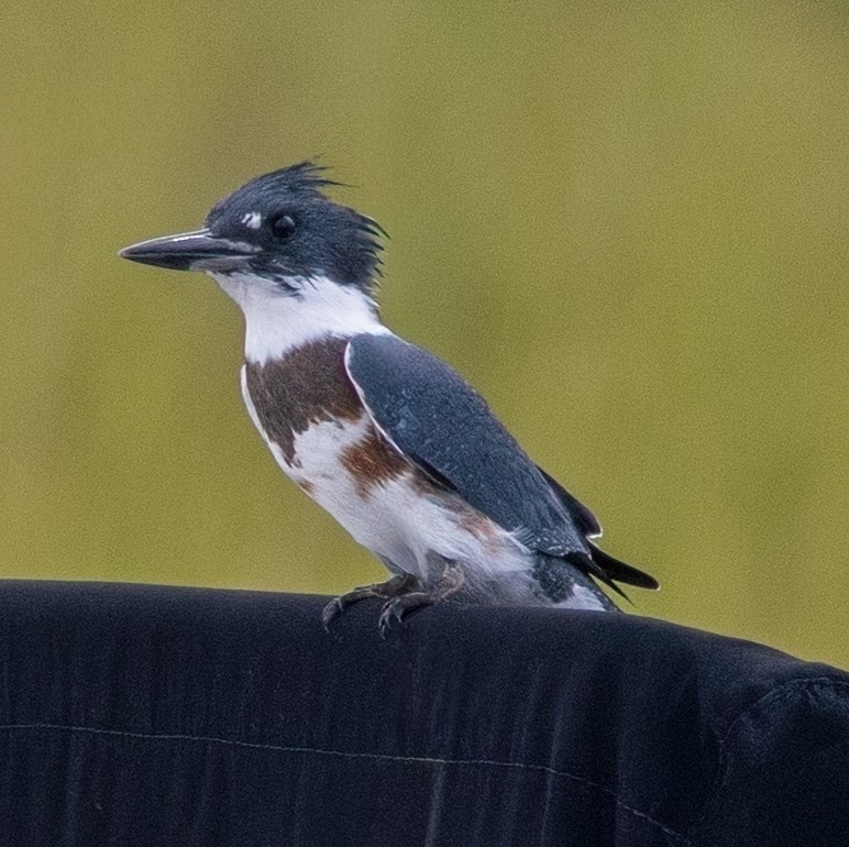 Belted Kingfisher - ML641569631