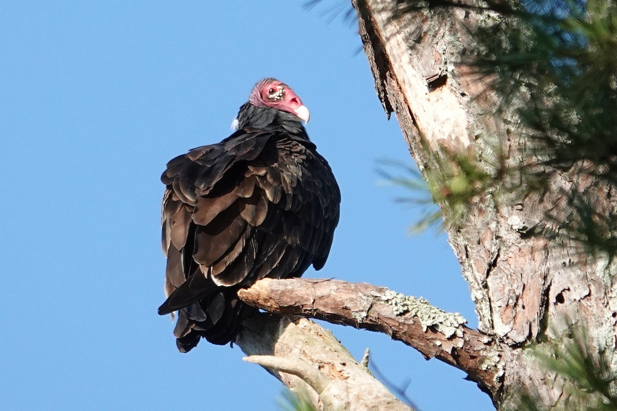 Turkey Vulture - ML641569639