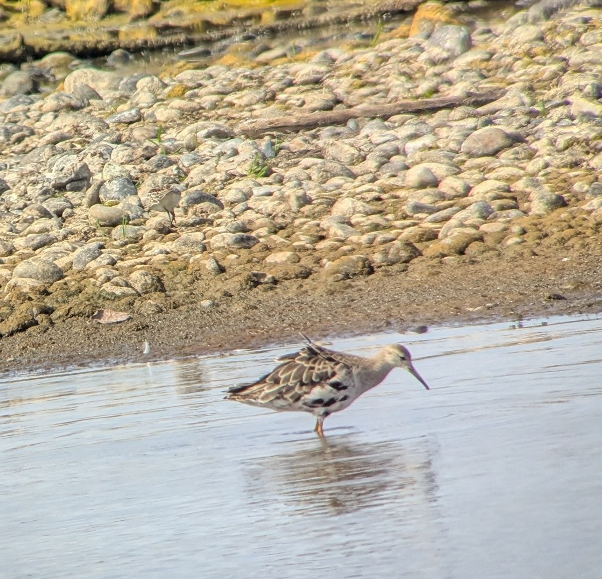 Ruff - ML641569647