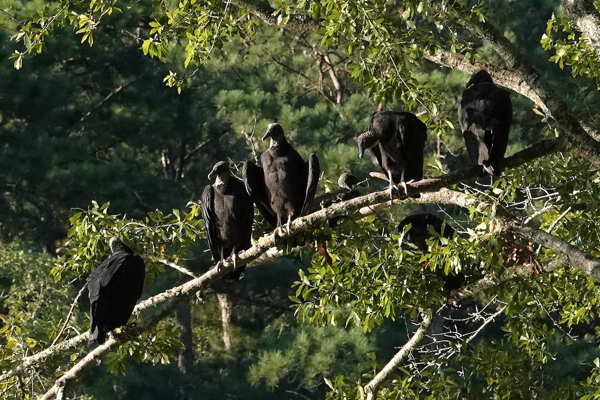 Black Vulture - ML641569654