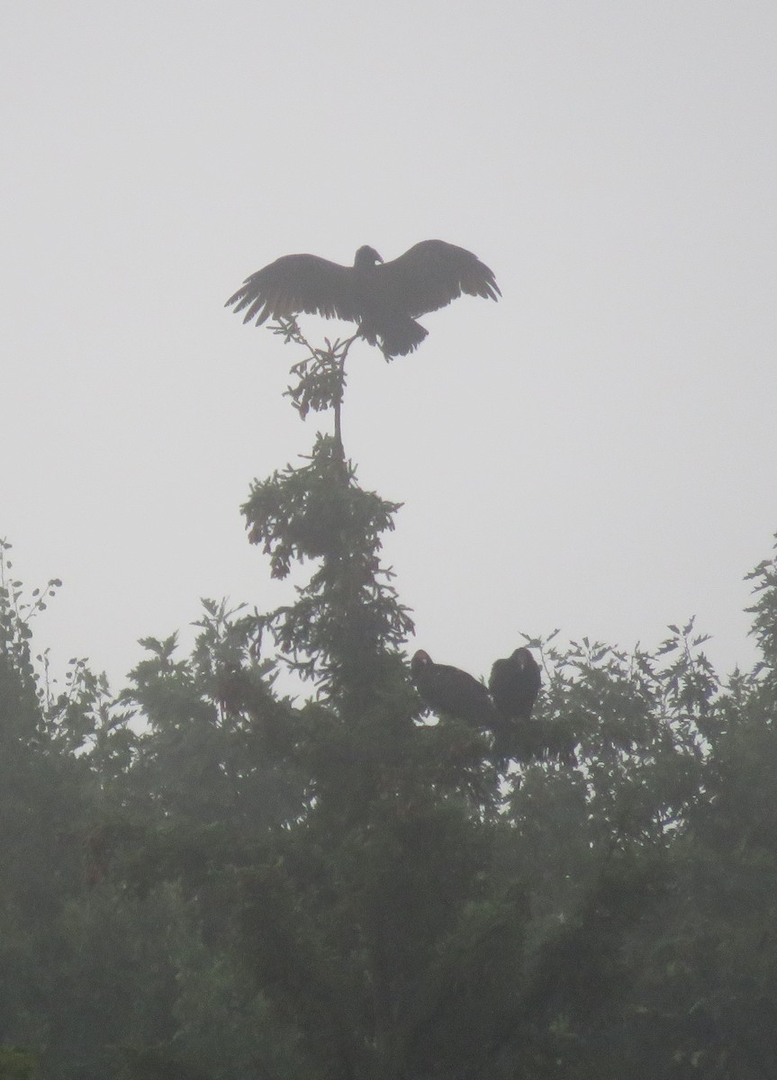Turkey Vulture - ML641569656