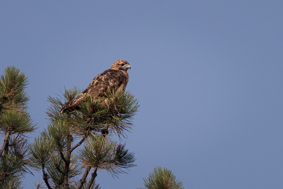 Red-tailed Hawk - ML641569662