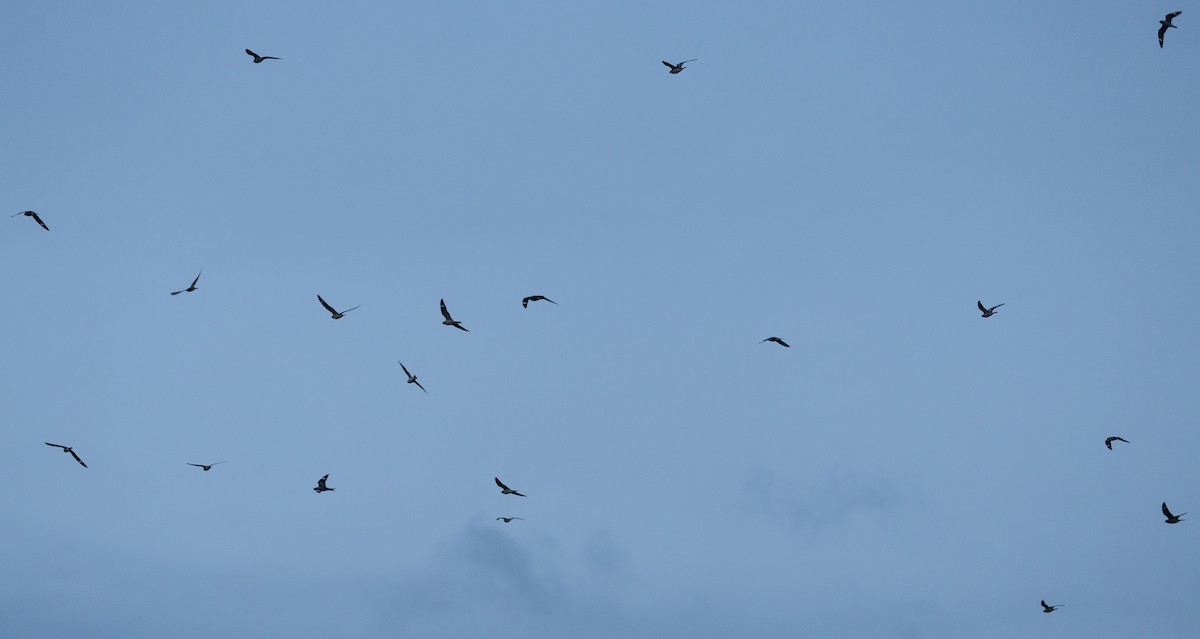 Анаперо віргінський - ML641569663