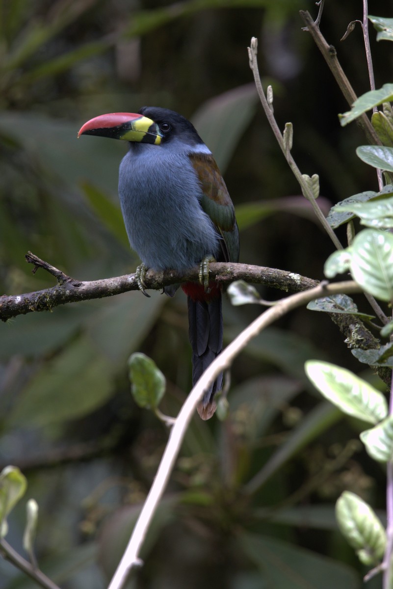 Blautukan - ML641569683