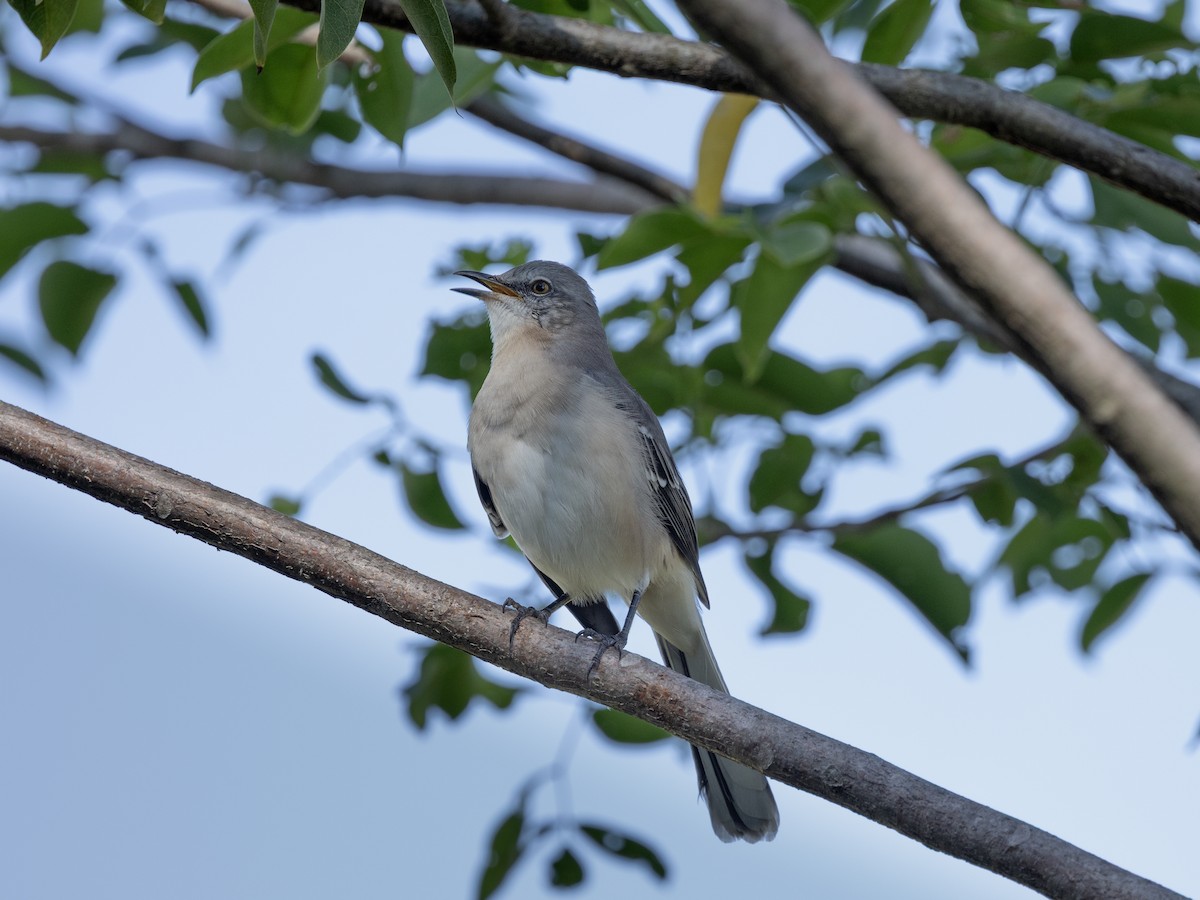 Пересмішник багатоголосий - ML641569685