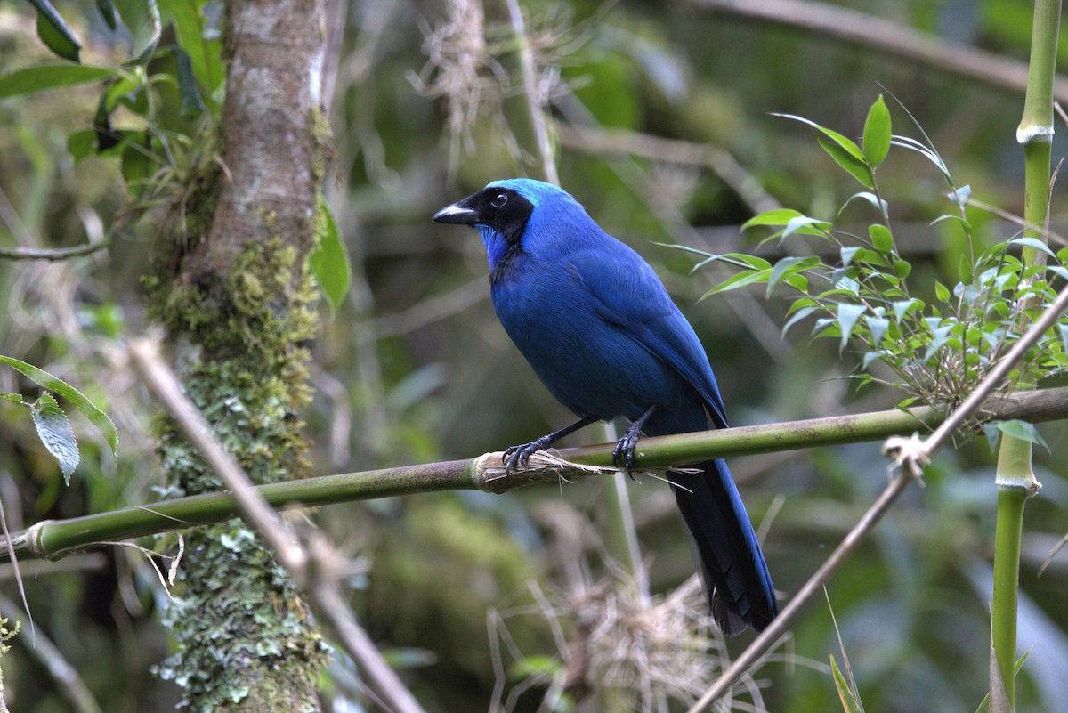 Turquoise Jay - ML641569697