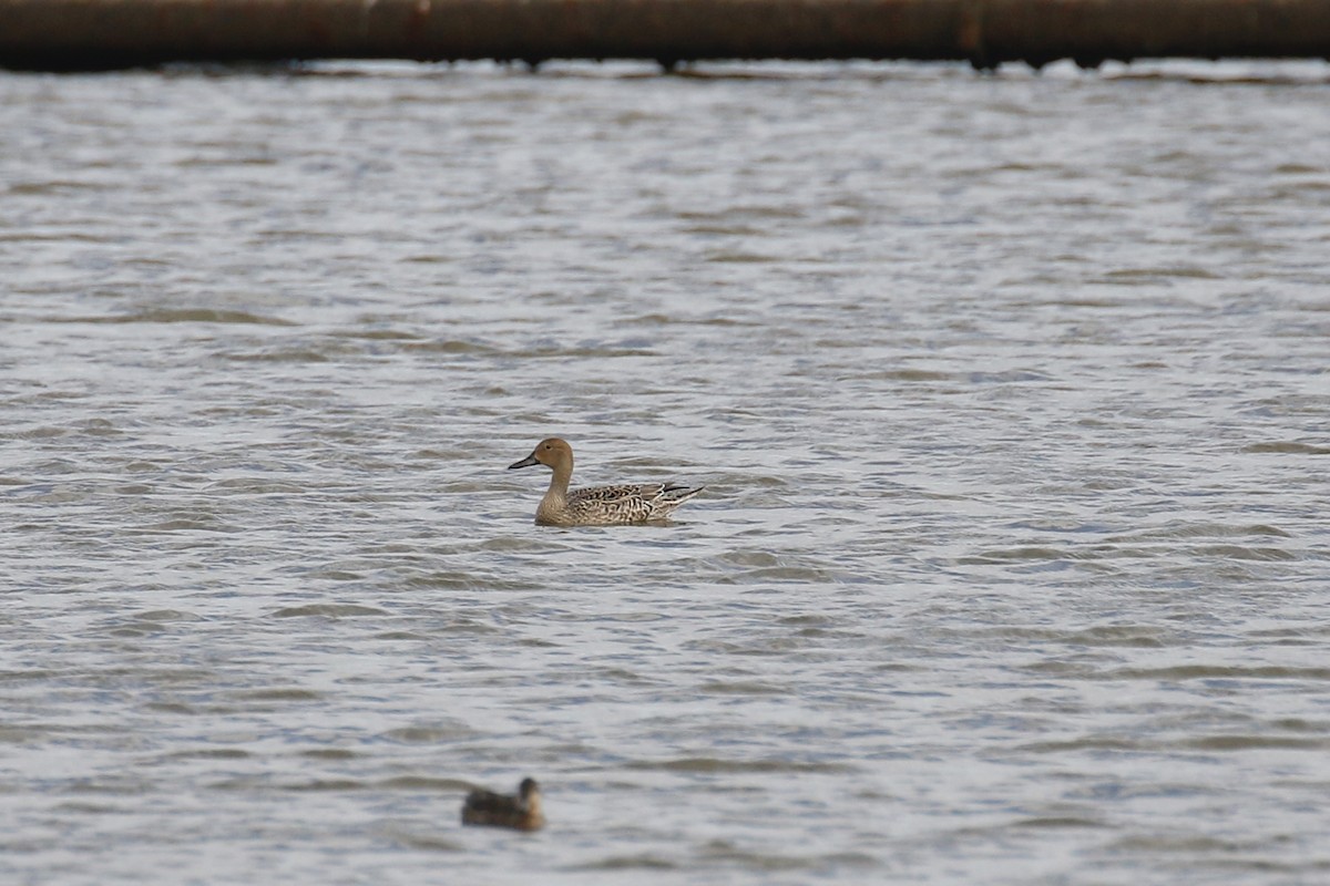 Northern Pintail - ML641569720