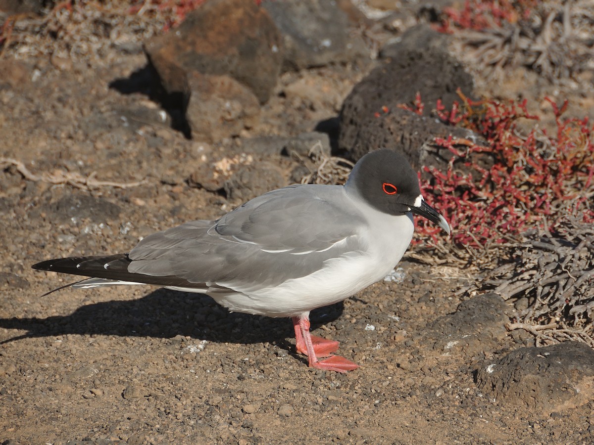 Swallow-tailed Gull - ML641569743