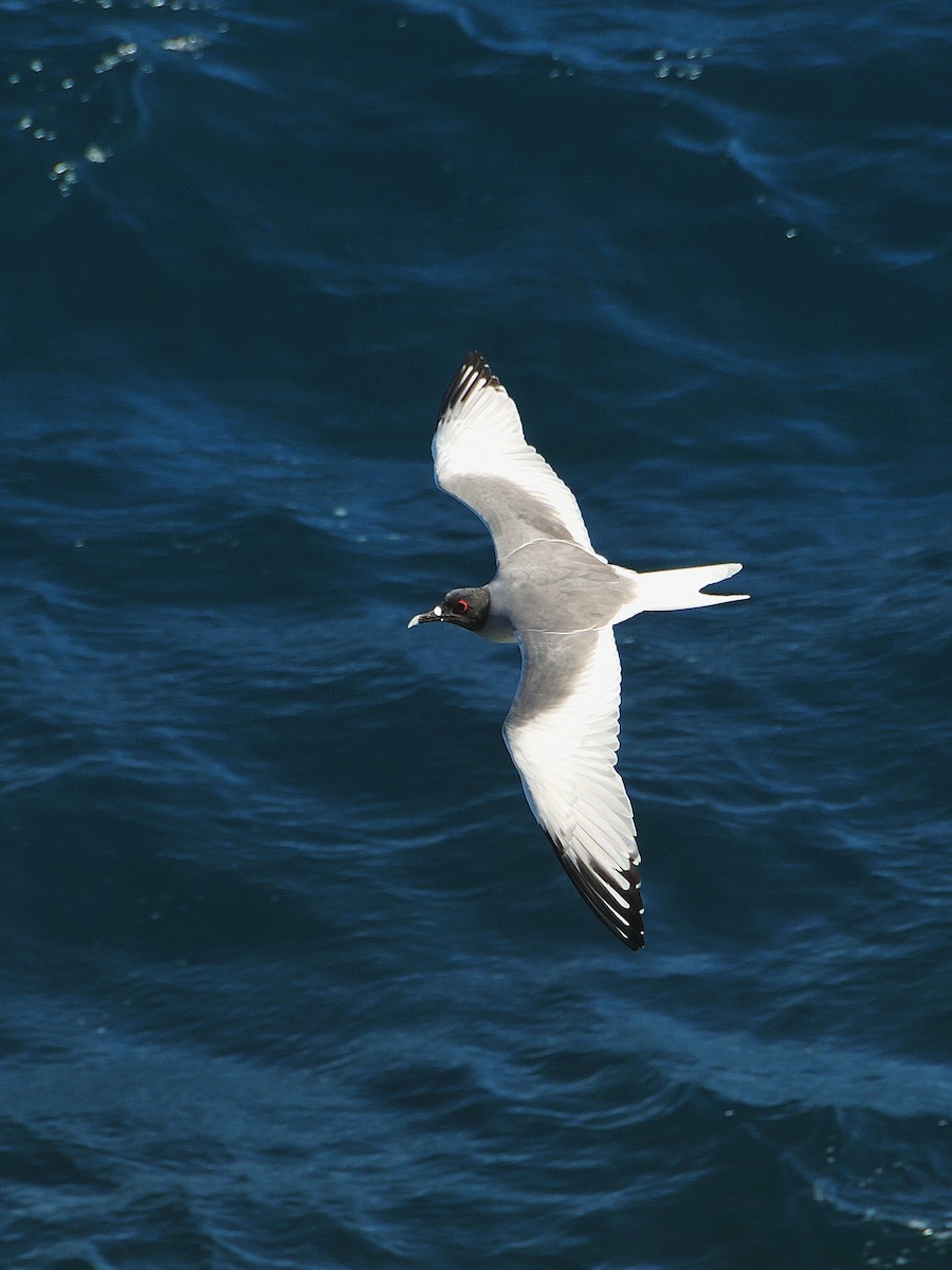 Swallow-tailed Gull - ML641569744