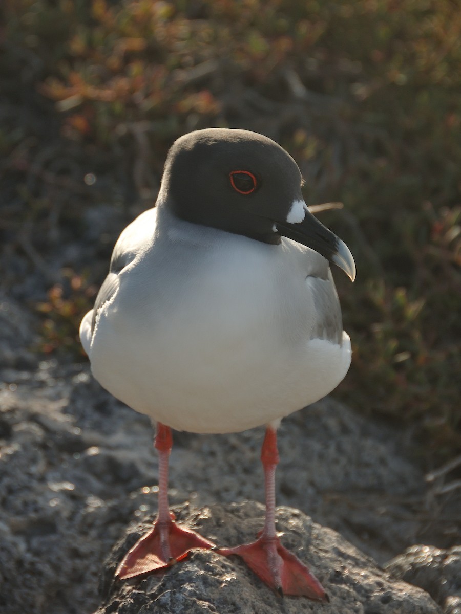 Swallow-tailed Gull - ML641569745